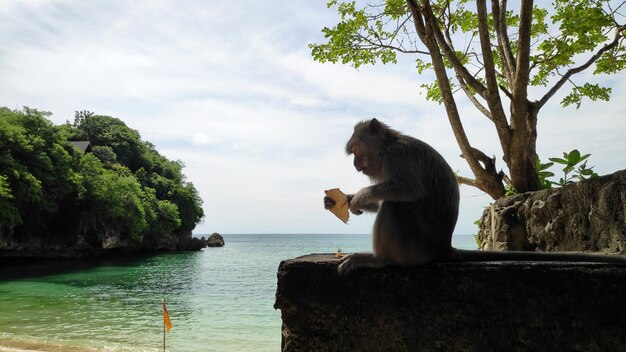 Małpa na plaży Padang Padang