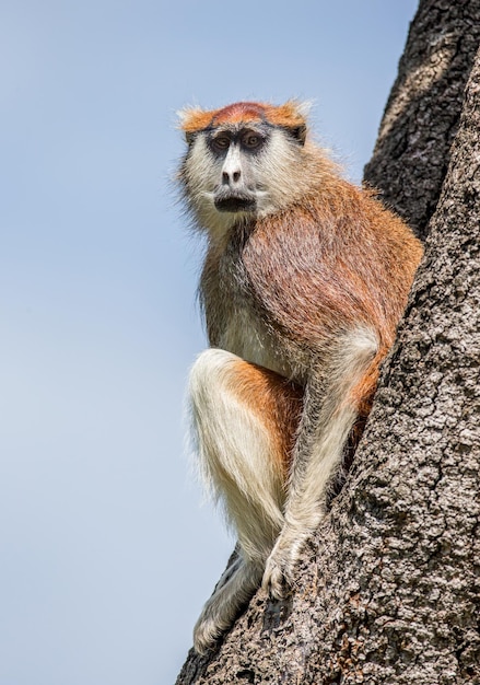 Małpa patas Erythrocebus patas siedzi na drzewie Park Narodowy Murchisons folls Afrisa Uganda