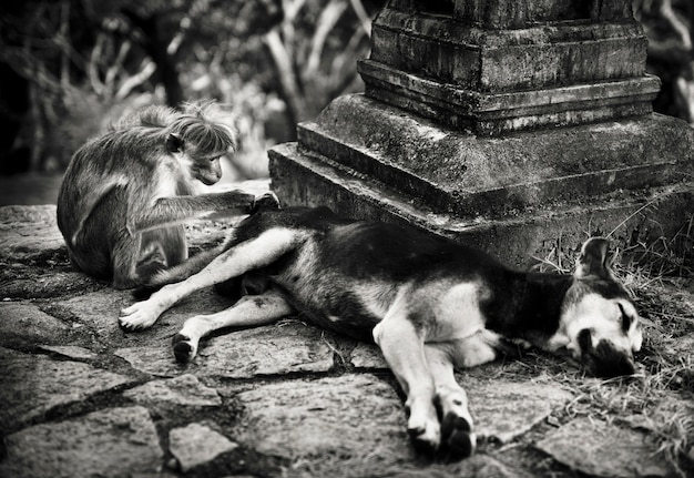 Małpa, pielęgnacja psa w świątyni Sri Lanki