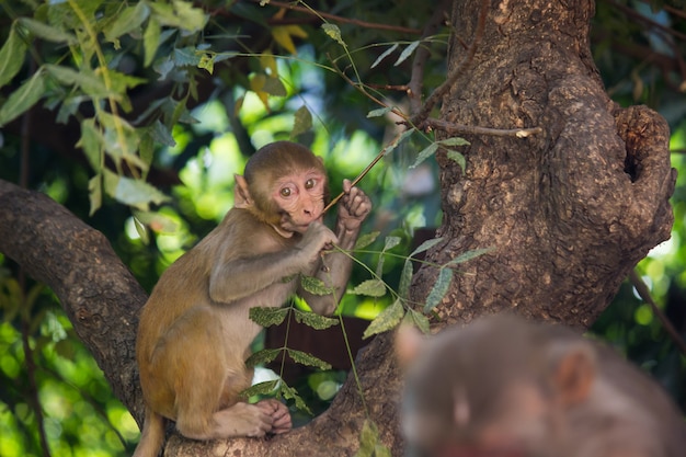 Małpa Rhesus Macaque