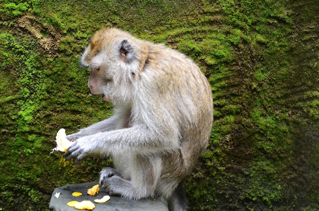Małpa siedząca na kamieniu