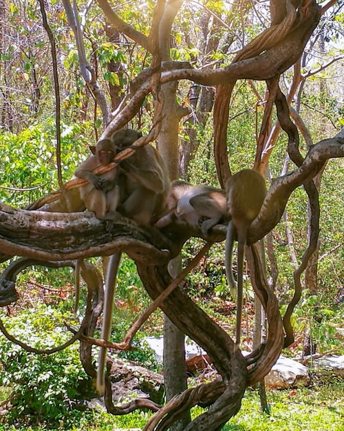 Zdjęcie małpa siedząca na pniu drzewa w lesie