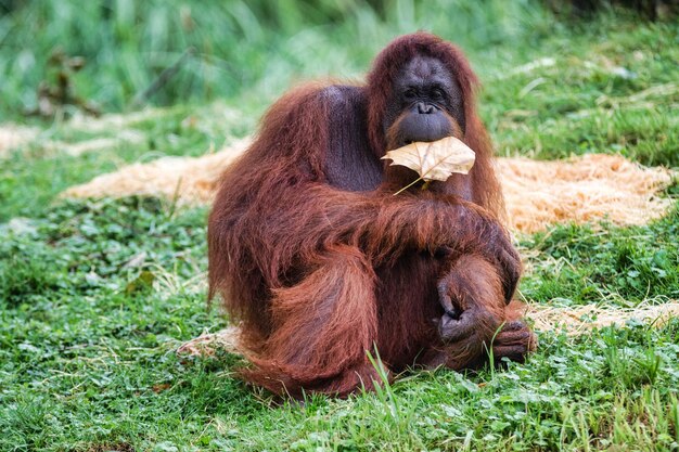 Zdjęcie małpa siedząca na trawie w zoo.