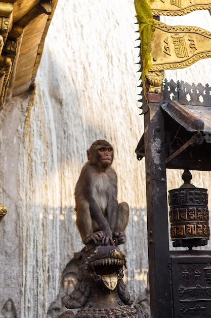 Małpa siedzi na posągu w Swayambhunath Nepal