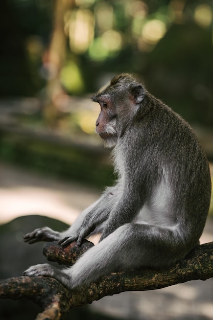 Małpa siedzi na skale na Bali