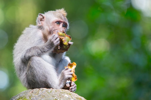 Zdjęcie małpa spogląda na otoczenie w monkey forest ubud bali indonezja