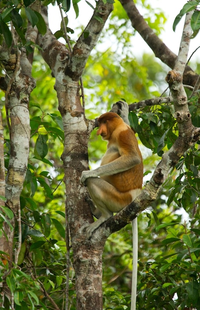 Małpa trąba siedzi na drzewie w dżungli. Indonezja. Wyspa Borneo. Kalimantan.