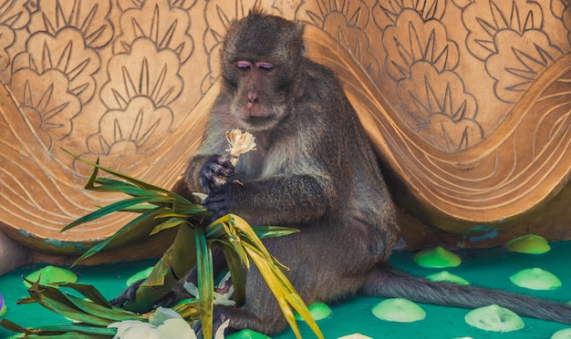 Małpa trzymająca kwiaty, siedząc na ścianie w zoo