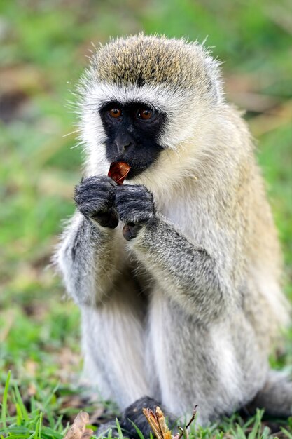 Małpa Vervet (Chlorocebus pygerythrus) w rezerwacie przyrody w Afryce Południowej