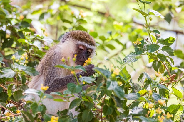 Małpa Vervet w jeziorze Chamo w Etiopii