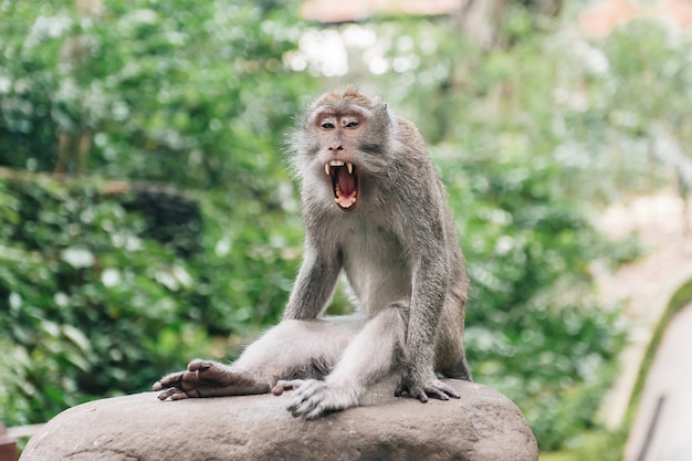 Zdjęcie małpa w lesie ubud bali indonezja. małpa ziewa i pokazuje zęby.