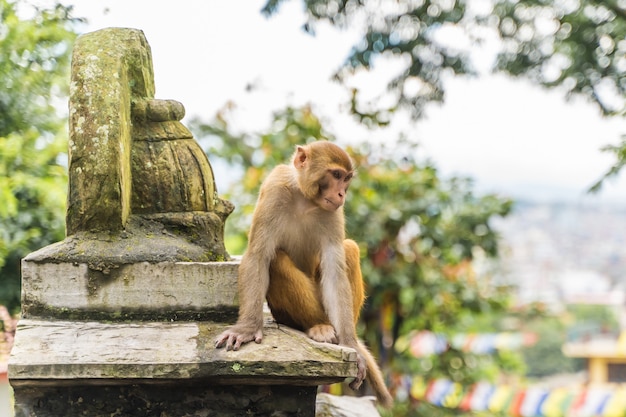 Małpa W świątyni Swayambhunath Lub świątyni Małp W Katmandu, Nepal. Zdjęcie Stockowe.