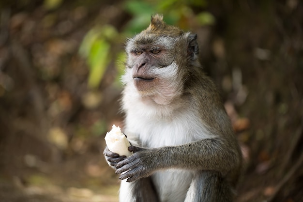 Małpa zjada banana na wolności