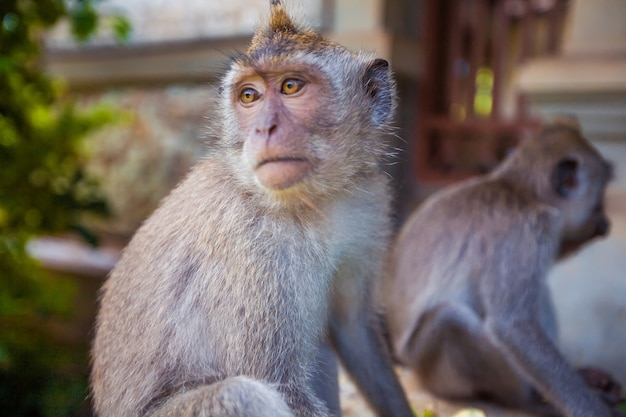 Małpa. Zwierzęta tropikalne. Egzotyczna turystyka podróżnicza. Reszta równika. Bali, Indonezja