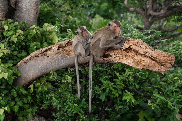 Małpia Rodzina Spędzająca Razem Czas Na łonie Natury