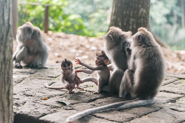 Zdjęcie małpia rodzina z małym dzieckiem w lasowym ubud bali indonezja