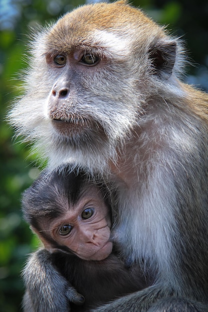 małpie dziecko ssące matkę