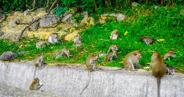 Małpy na ulicach Sihanoukville w Kambodży