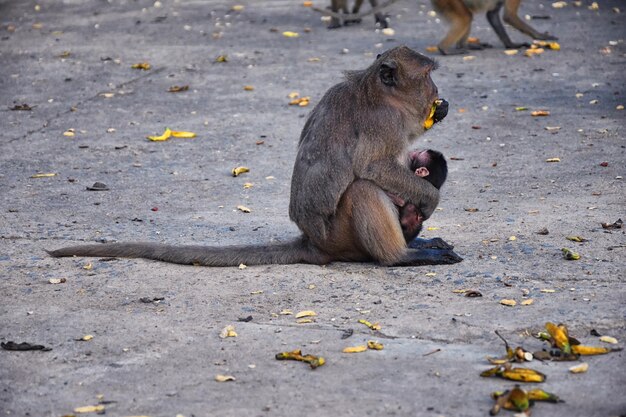 Małpy o długim ogonie z rodzaju Macaca cercopithecinae w Tajlandii Azja