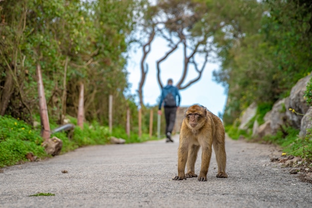 Małpy pilnują territorium na szlaku w tropikalnym lesie. Macaca Sylvanus
