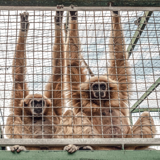 Małpy przebywające w klatce Koncepcja praw zwierząt