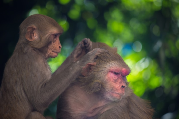 Małpy Rhesus Macaque