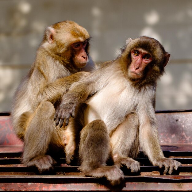Zdjęcie małpy siedzące na parapecie