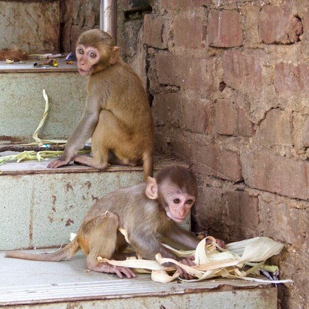 Małpy siedzące na schodach.