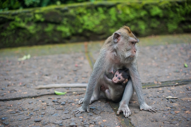 Małpy W Małpim Lesie, Bali