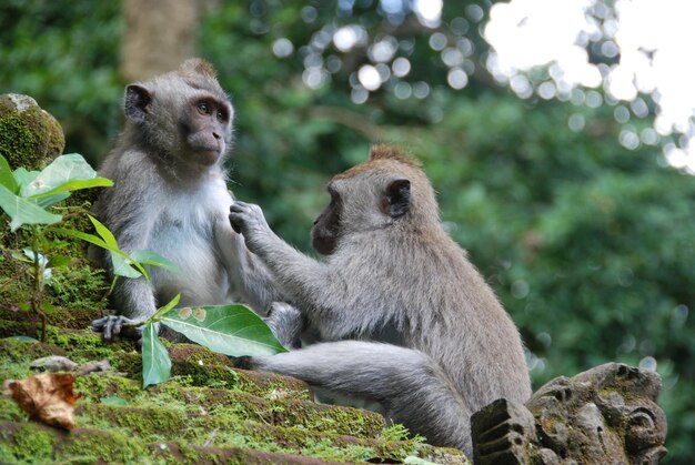 Małpy w Małpim Lesie Ubud, Bali, Indonezja.