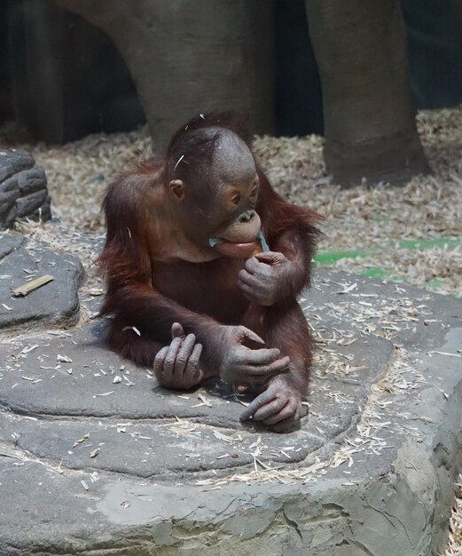 Małpy w zoo