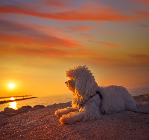 Maltichon Pieścić Pies Patrząc Zachód Słońca Na Plaży