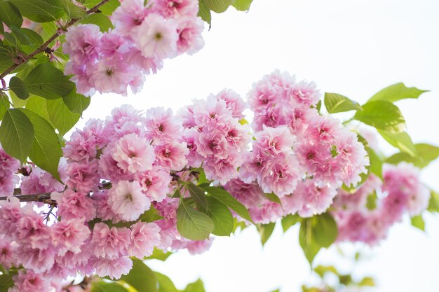 Malus Pumila Jabłoń W Małym Dof