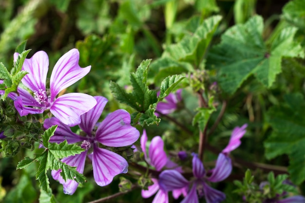 Malva Sylvestris Kwiaty.