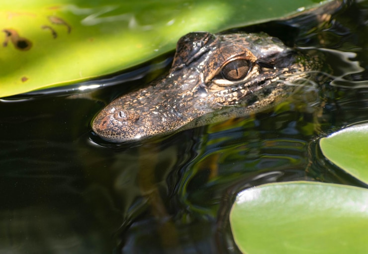 Zdjęcie mały aligator w everglades