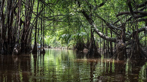 Mały amazon w pang-nga w Sang Nae Canal Thailand