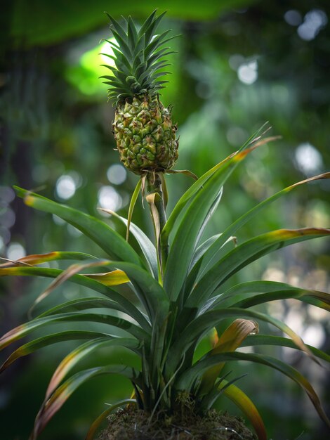 Mały Ananas Będzie Rosnąć, Z Bliska.