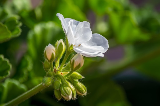 Mały biały geranium w ogrodzie