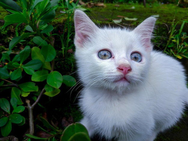 Mały biały kot bawiący się w ogrodzie