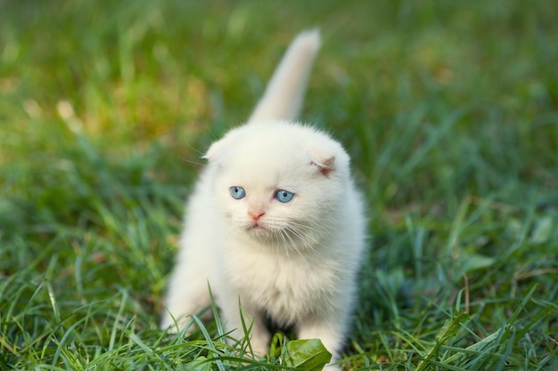 Mały biały kotek chodzi po zielonym trawniku