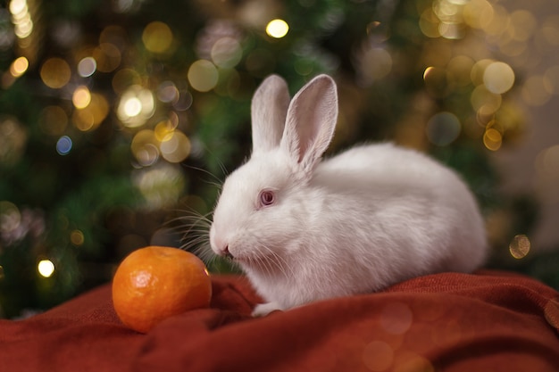 Mały biały króliczek z pomarańczą na bordowym szaliku lampek choinkowych