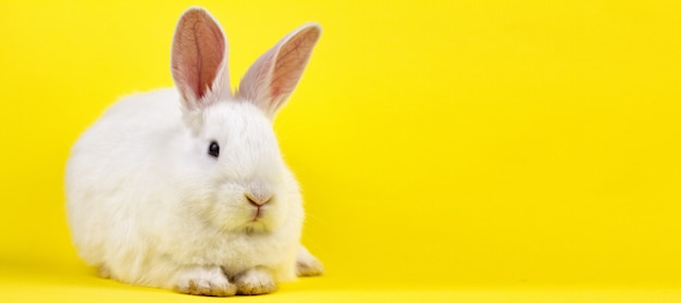 Mały biały królik na pastelowej żółtej ścianie,