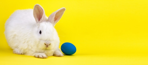 Mały biały królik na pastelowym żółtym tle