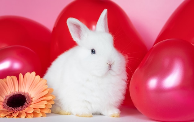 Mały biały królik z kolorowymi czerwonymi różowymi balonami i pocztówką z kwiatową miłością