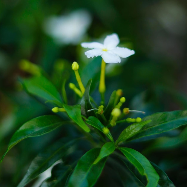 Mały Biały Kwiat Z żółtym środkiem Otoczony Jest Zielonymi Liśćmi