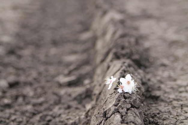 Mały biały kwiatek na kawałku drewna