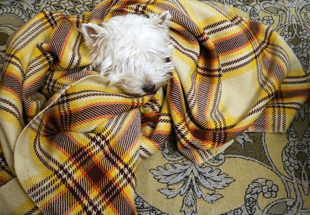 Mały biały piesek śpiący w kocyku, West Terrier, westie, śmieszne zdjęcie ze zwierzętami