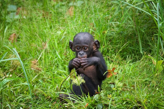 Mały Bonobo siedzi na trawie. Demokratyczna Republika Konga. Park Narodowy Lola Ya Bonobo.