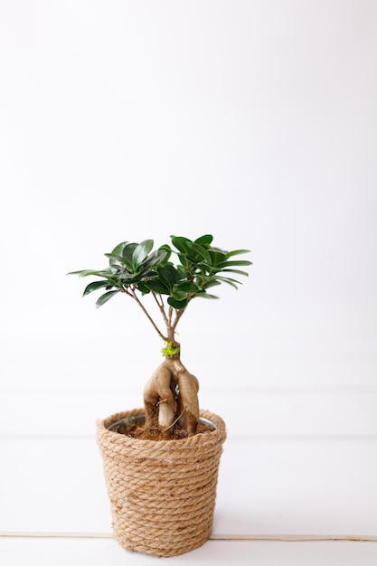 Mały bonsai ficus microcarpa żeń-szeń na białym tle