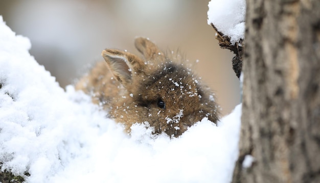 mały brązowy króliczek na śniegu